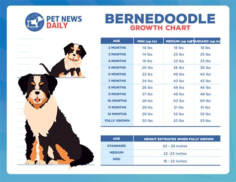 standard bernedoodle growth chart|Bernedoodle Growth Chart – Weight & Size Chart